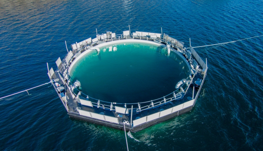 Closed containment for fish breeding